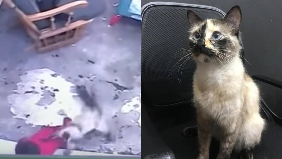 Video Ce Chat Empeche Un Bebe De Tomber Dans Un Escalier Et Devient Un Heros Instantane Le Sac De Chips Video Ce Chat Empeche Un Bebe De Tomber Dans Un Escalier Et Devient Un Heros Instantane Le Sac De Chips