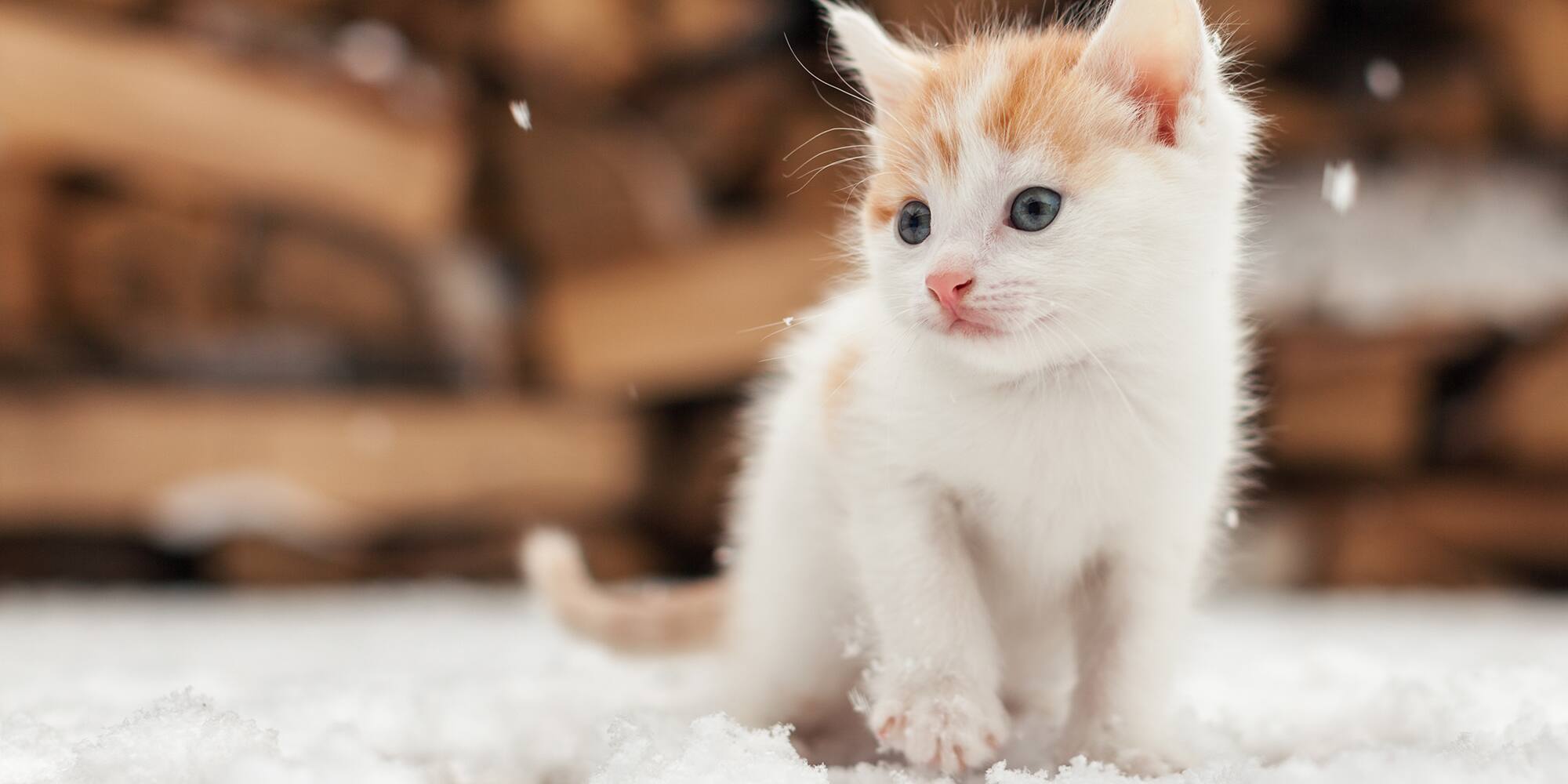 Un chaton retrouvé sous le capot d’une voiture 