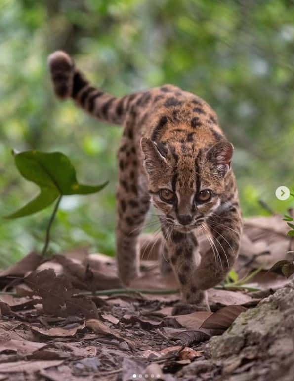 Une nouvelle espèce de chat sauvage découverte en Bolivie, une première en 100 ans