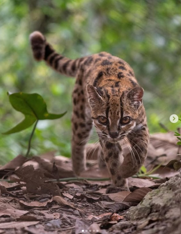 Une Nouvelle Esp ce De Chat Sauvage D couverte En Bolivie Une Premi re Une Nouvelle Esp ce De Chat Sauvage D couverte En Bolivie Une Premi re