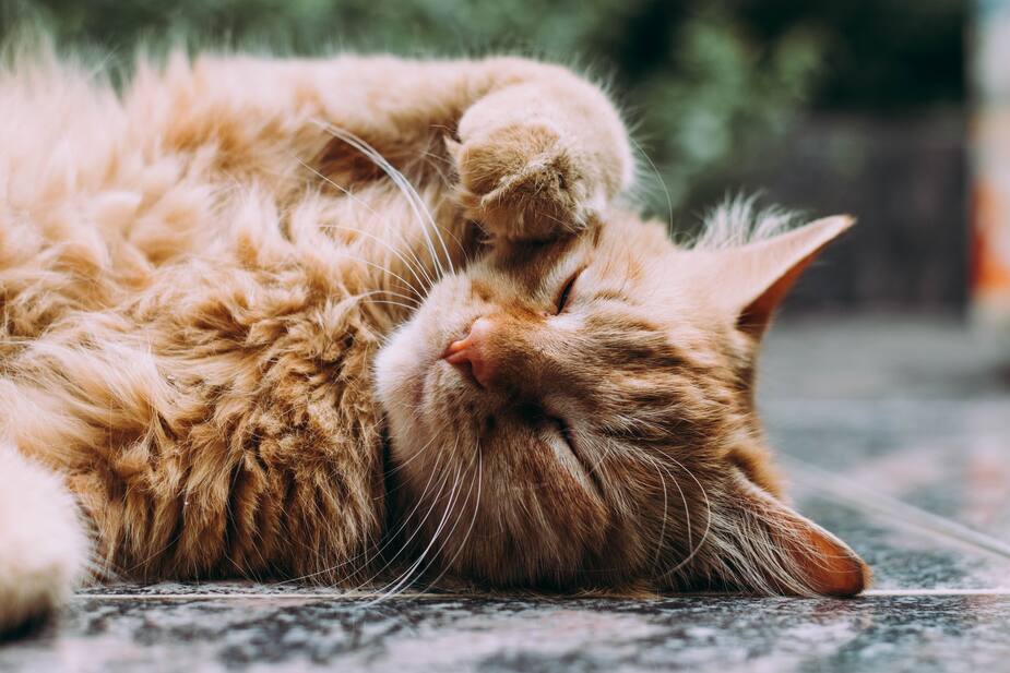 Image principale de l'article Les chats ont 5 grandes personnalités