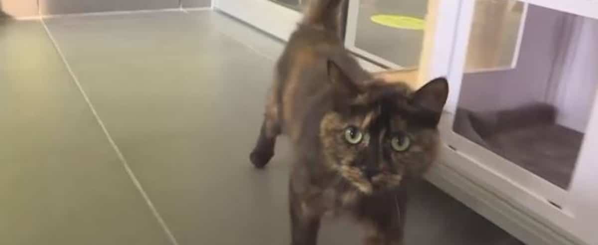 Animal shelters: enthusiasm for adoption in Estrie 1