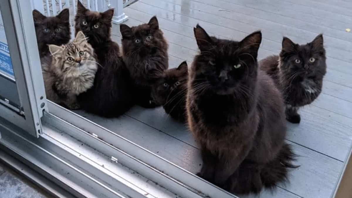 Une Chatte Errante Amene Ses Six Bebes Chez La Montrealaise Qui L A Aidee Pour Qu Ils La Rencontrent Le Sac De Chips Une Chatte Errante Amene Ses Six Bebes Chez La Montrealaise Qui L A Aidee Pour Qu Ils La Rencontrent Le Sac De Chips