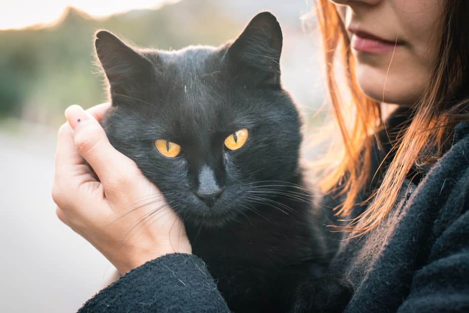 La Couleur De Votre Chat Revele Des Indices Sur Sa Personnalite Salut Bonjour La Couleur De Votre Chat Revele Des Indices Sur Sa Personnalite Salut Bonjour