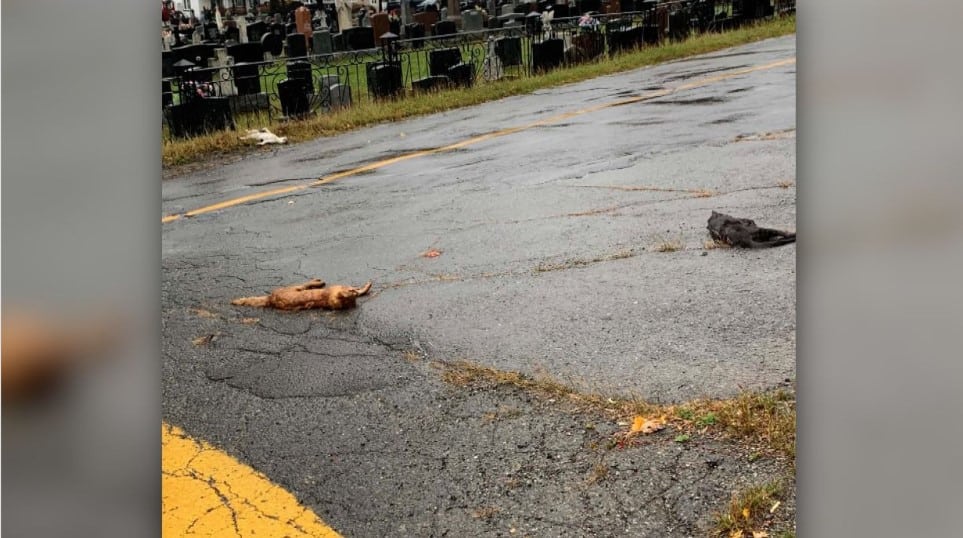 Possible cas de cruauté animale: des chats morts dans les rues d’un village au Bas-Saint-Laurent