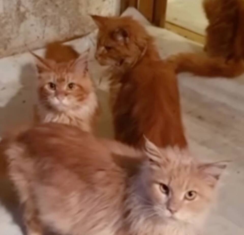 Une Femme Retrouvee Morte Et Devoree Par Ses Chats Jdm Une Femme Retrouvee Morte Et Devoree Par Ses Chats Jdm