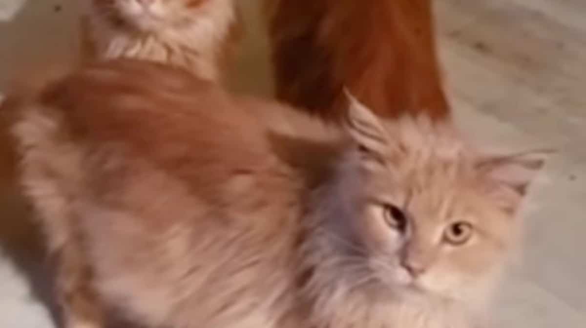 Une femme retrouvée morte et dévorée par ses 20 chats