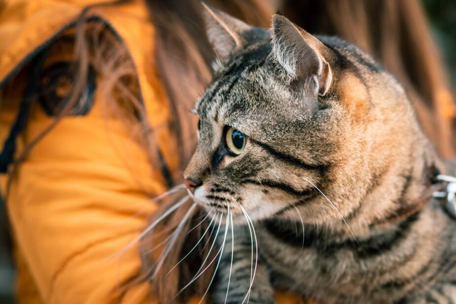 La Couleur De Votre Chat Revele Des Indices Sur Sa Personnalite Salut Bonjour La Couleur De Votre Chat Revele Des Indices Sur Sa Personnalite Salut Bonjour