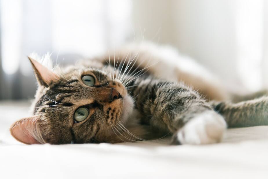 Image principale de l'article Ceux qui ont des chats seraient plus intelligents