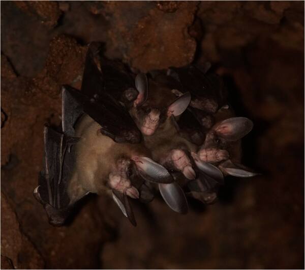 La plus grande chauve-souris carnivore du monde est étonnamment affectueuse La plus grande chauve-souris carnivore du monde est étonnamment affectueuse