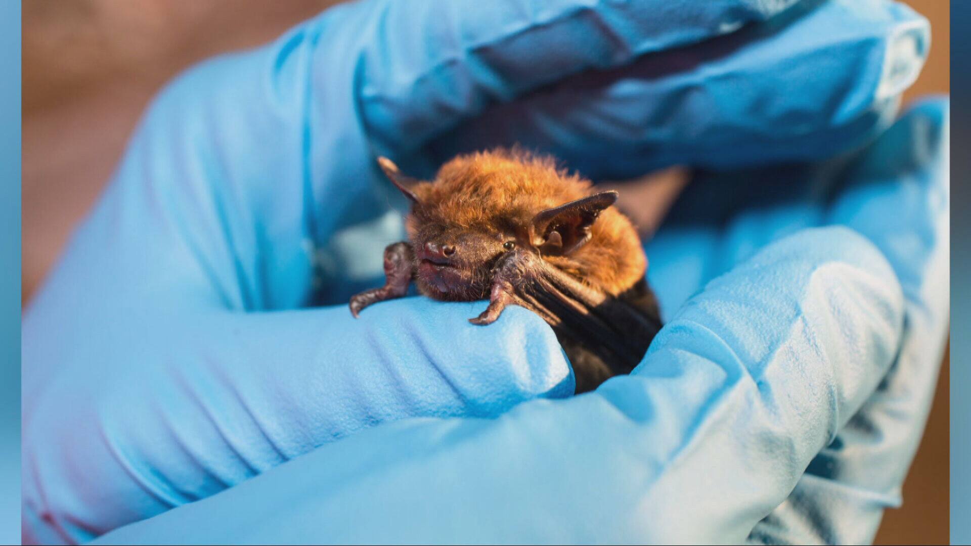 Des chauves-souris recherch&eacute;es par le Zoo de Granby