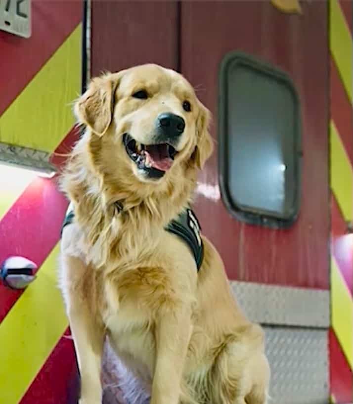 犬小屋で犬が襲われ死亡、ガチノアが27万ドル請求