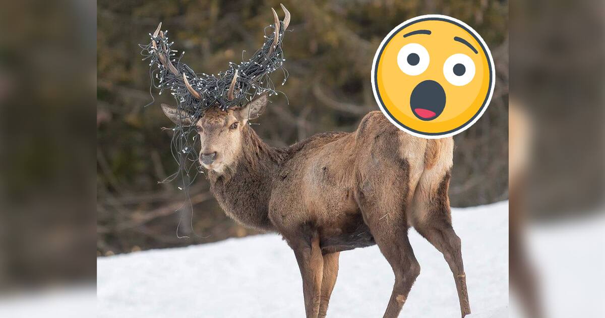 Un chevreuil se promène avec des lumières de Noël