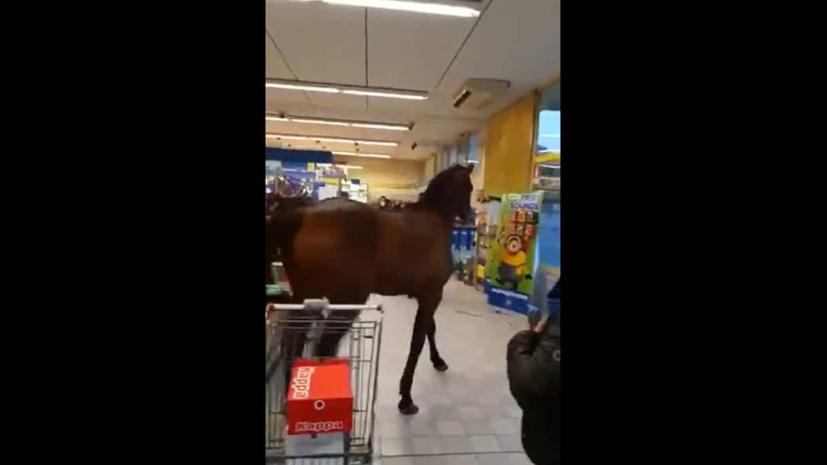 EN IMAGES | Un cheval entre dans une épicerie