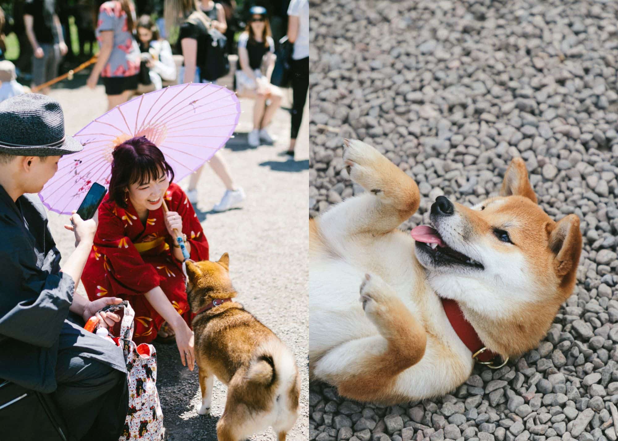 Le plus grand rassemblement de Shibas et Akitas