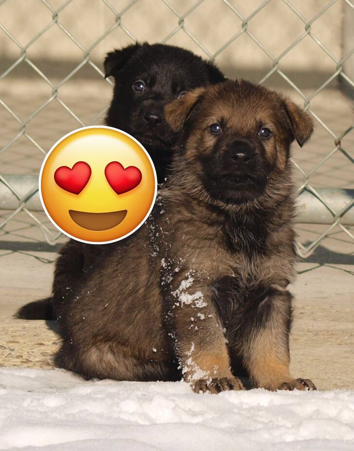 Image principale de l'article On peut nommer des chiots de la GRC