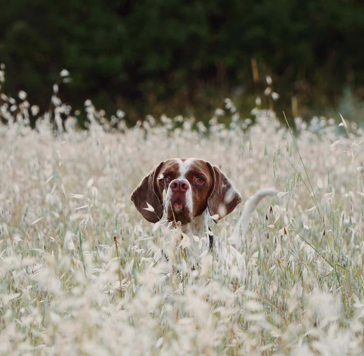 race de chien la plus rare