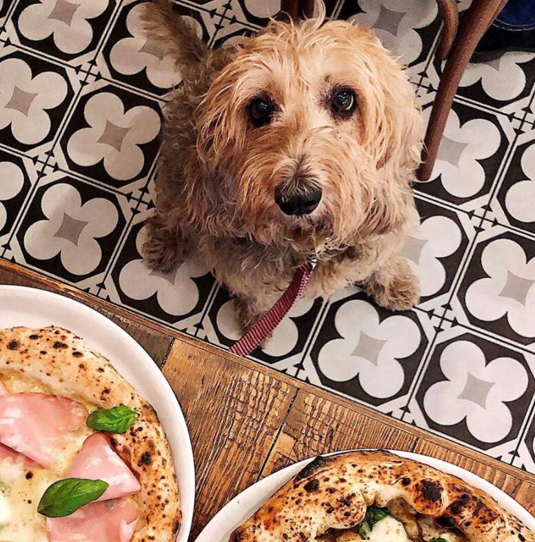 race de chien la plus rare