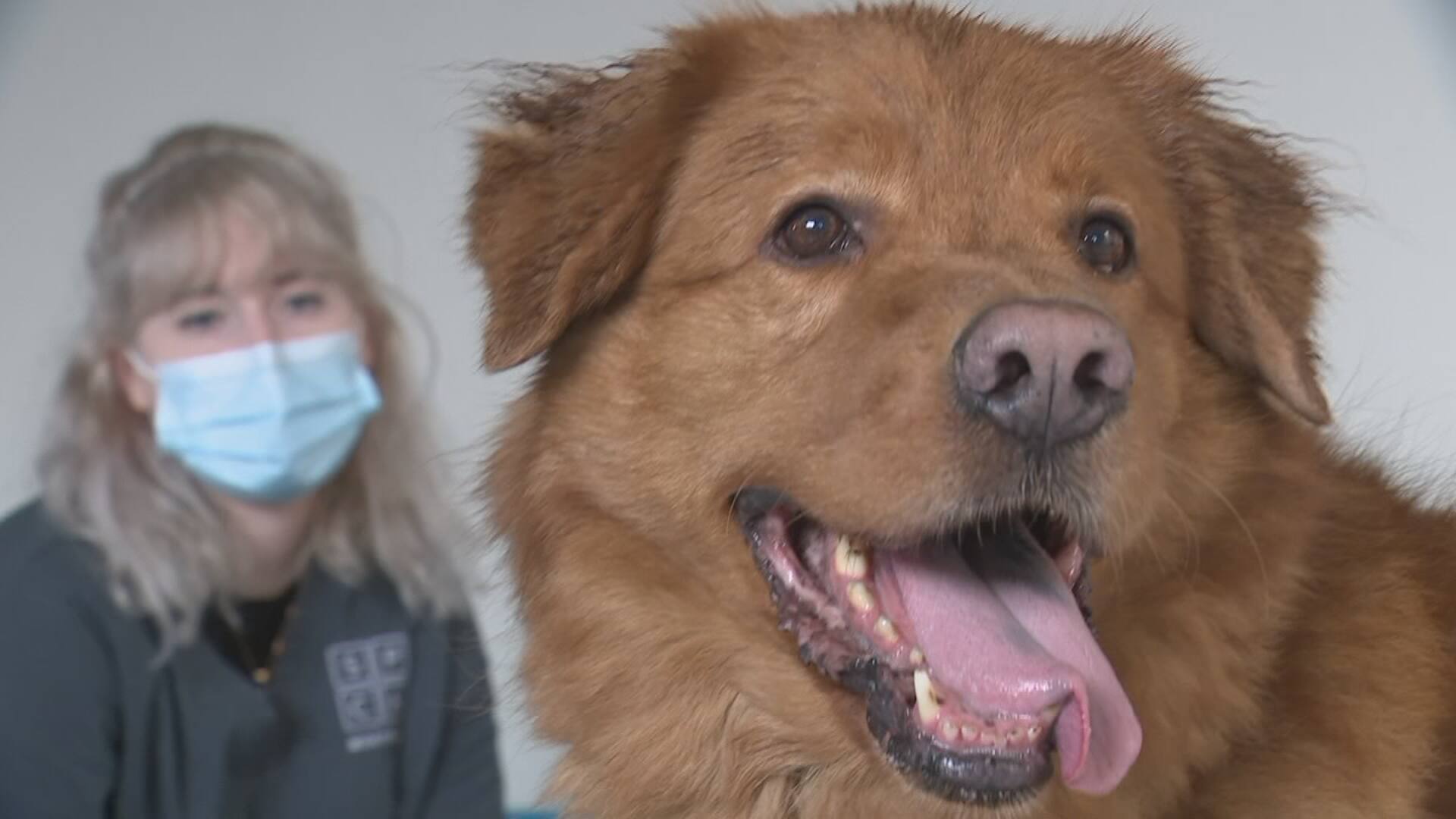 Les refuges pour animaux en quête de dons JDQ