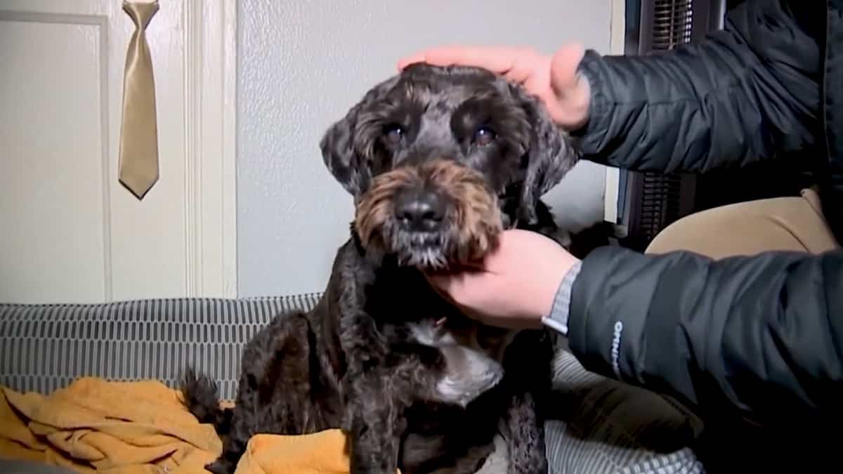 A dog was injured by a “festive gunshot” on New Year's Day in the United States A dog was injured by a “festive gunshot” on New Year's Day in the United States