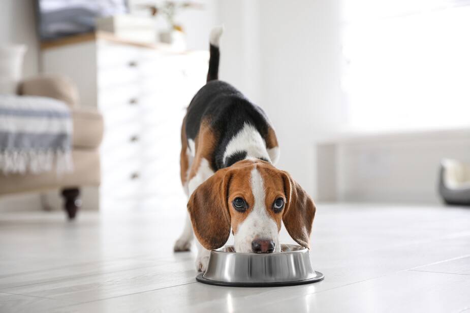 Image principale de l'article Le meilleur accessoire pour stimuler votre chien