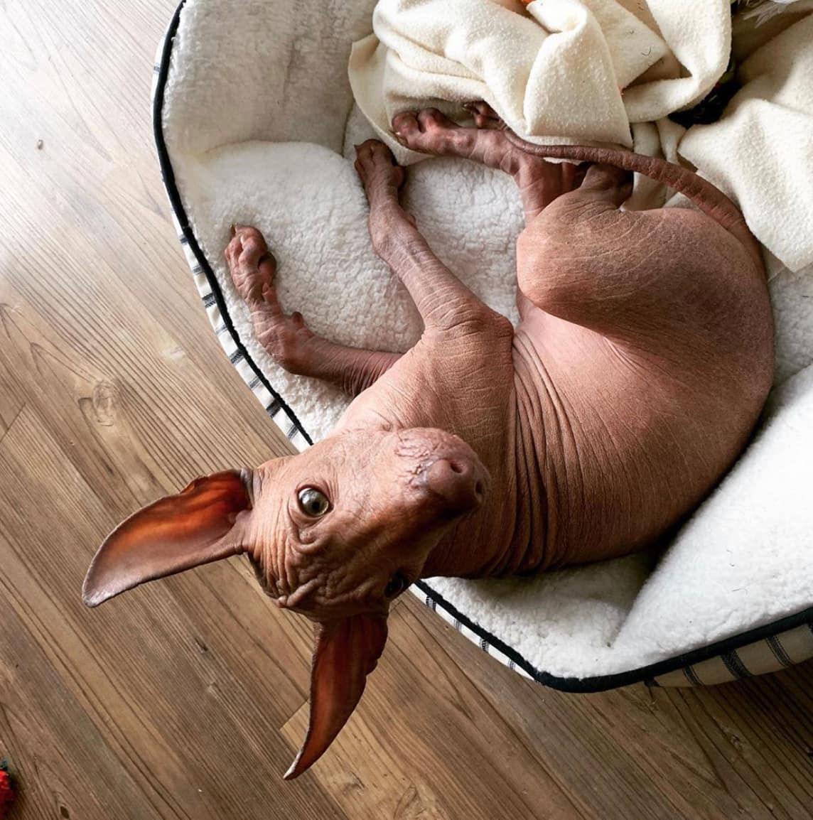 race de chien la plus rare