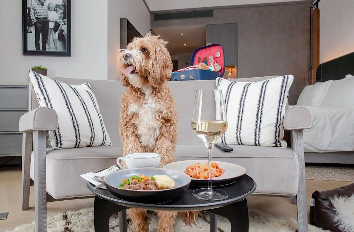 Hilton remercie les chiens avec un menu «Bone Appétit» - Vimarsana News
