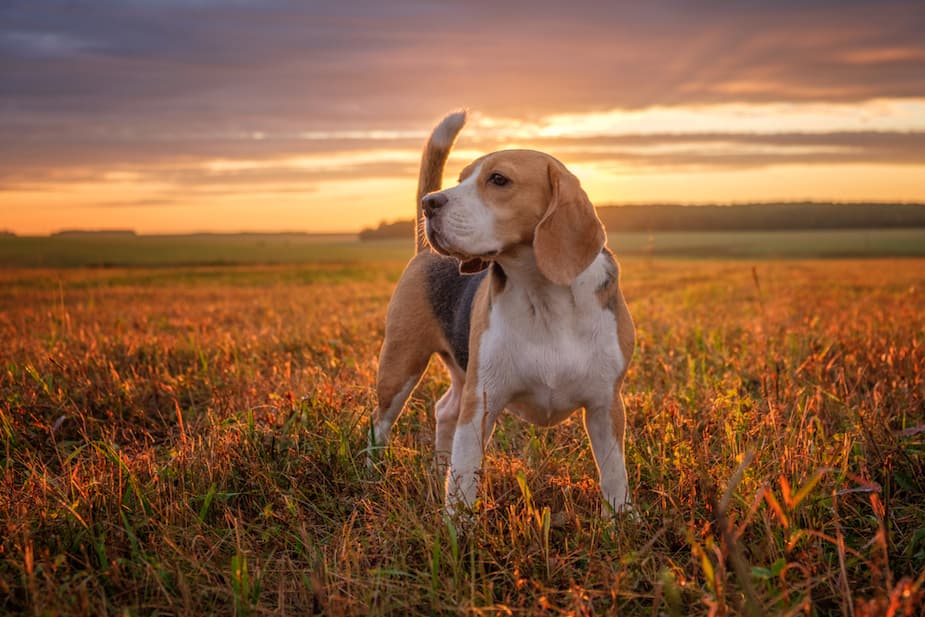 Image principale de l'article 16 choses à savoir sur les chiens de chasse