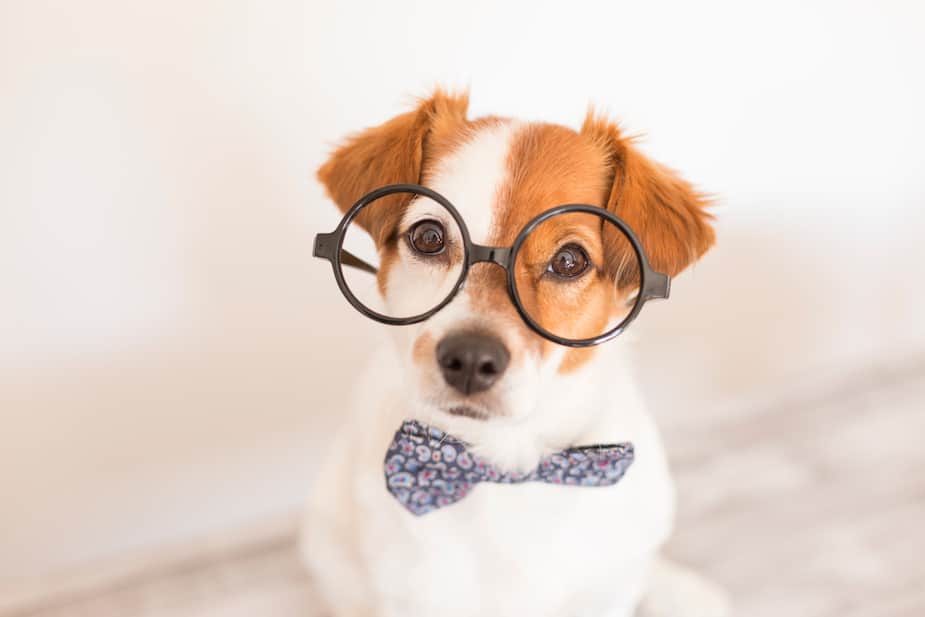 Image principale de l'article Les 10 races de chiens les plus intelligents
