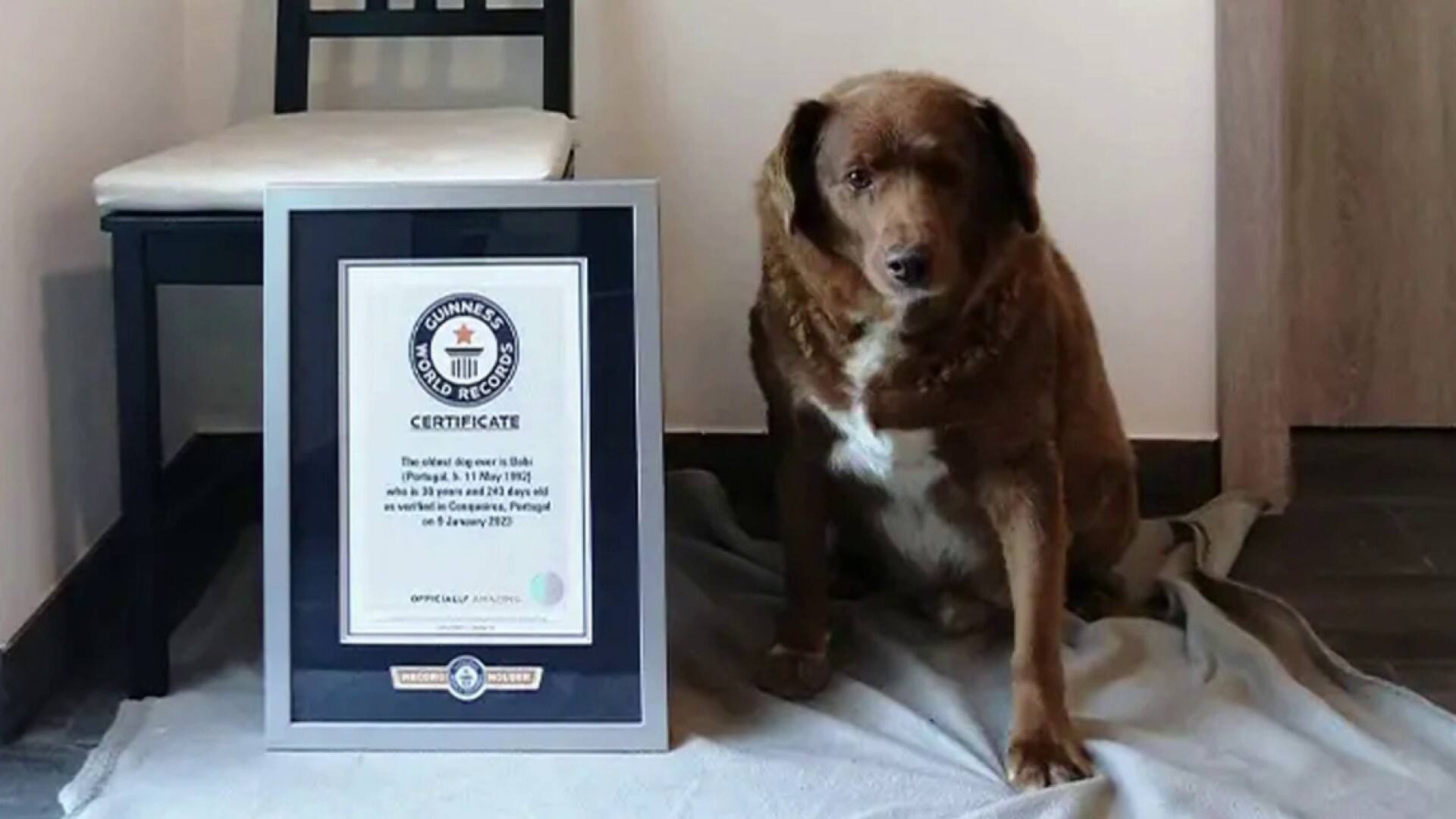 Le chien le plus vieux du monde a 31 ans!