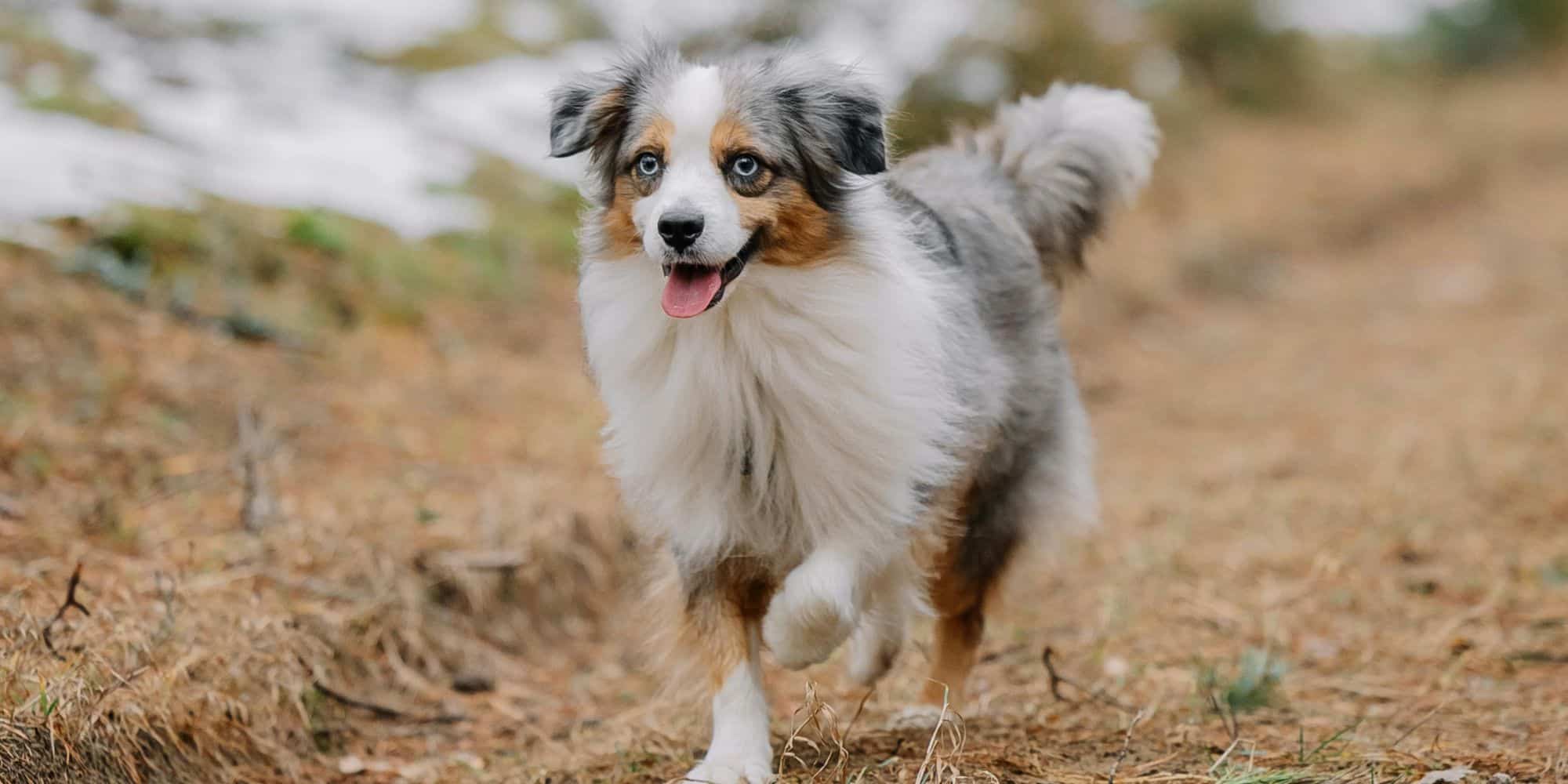 Disparition de chien: les bons réflexes à adopter 