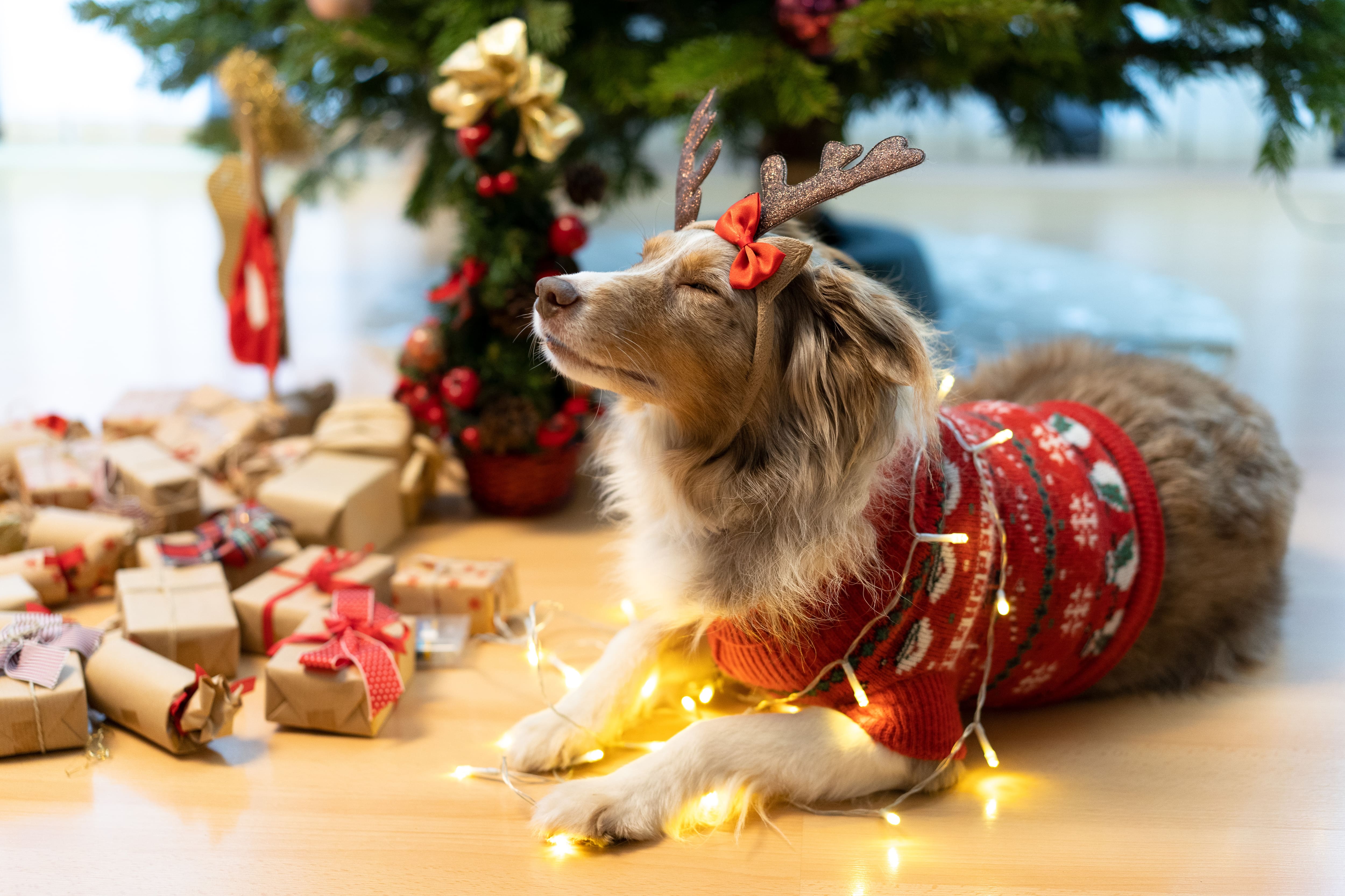 Voici comment protéger votre sapin de Noël de Fido et Félix TVA