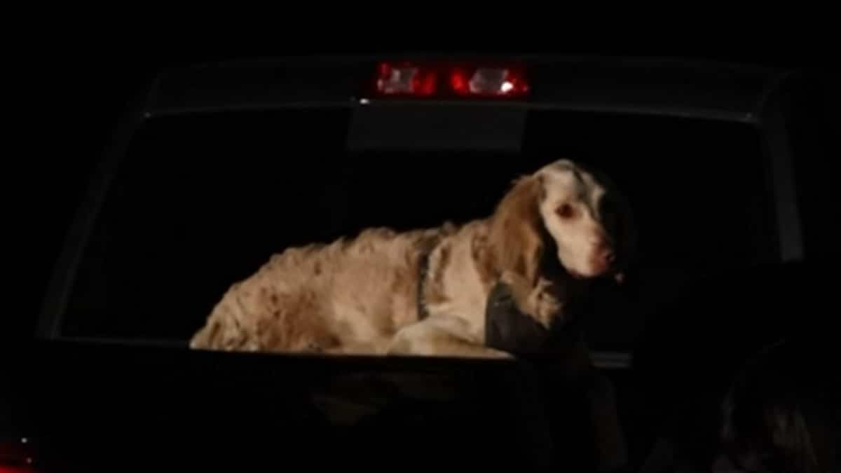 Le corps d’un randonneur retrouvé avec son chien vivant à ses côtés