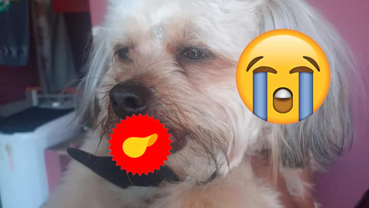 Chien Qui Sort Un Bout De Langue Quand Il Dort