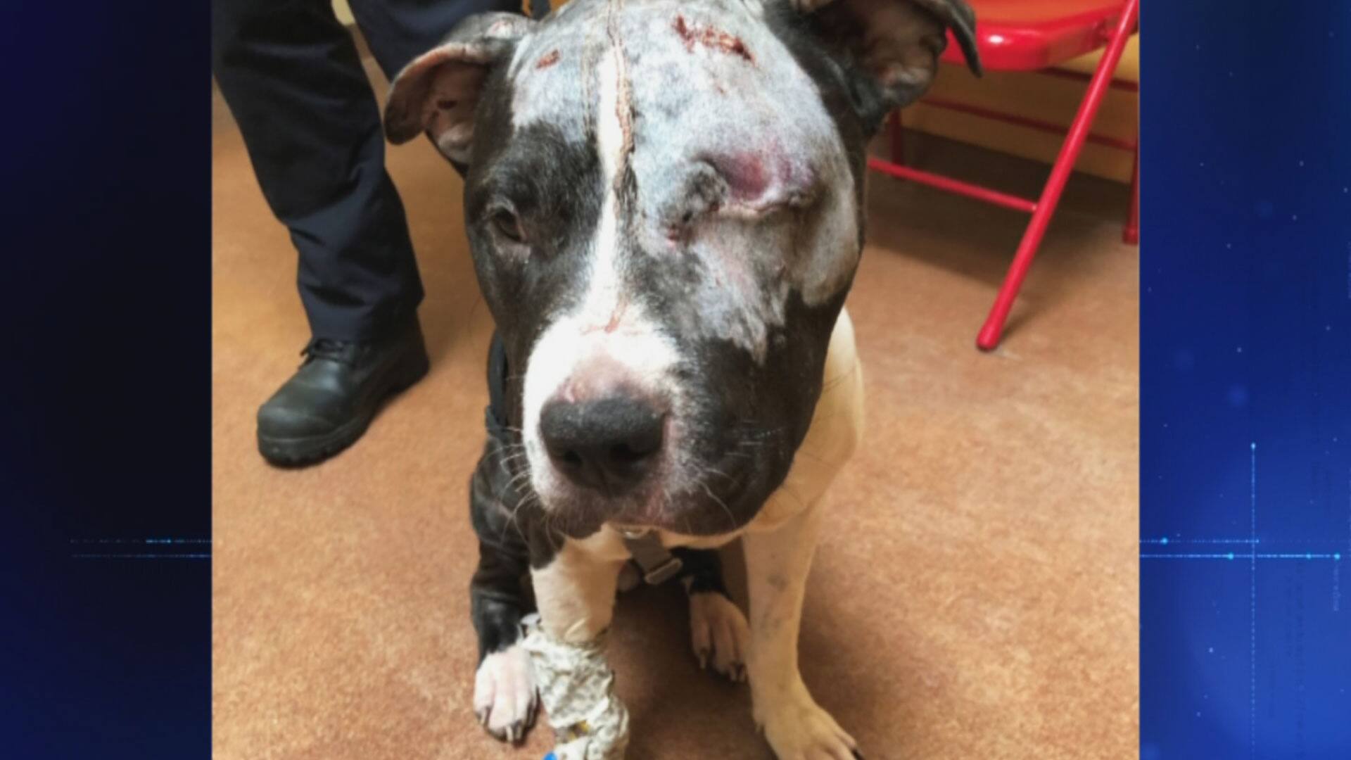 Angie, la femelle pitbull qui a v&eacute;cu l&rsquo;enfer