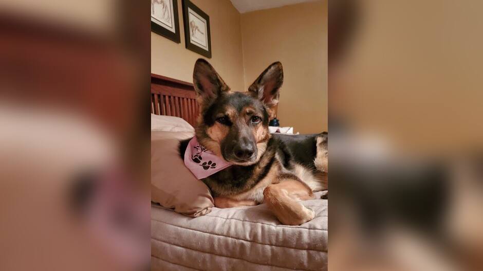 Il adopte une chienne qui lui sauve la vie 