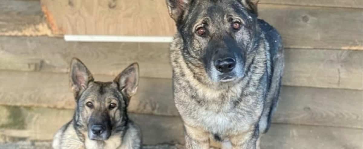 A hunter killed two German Shepherds thinking they were wolves A hunter killed two German Shepherds thinking they were wolves
