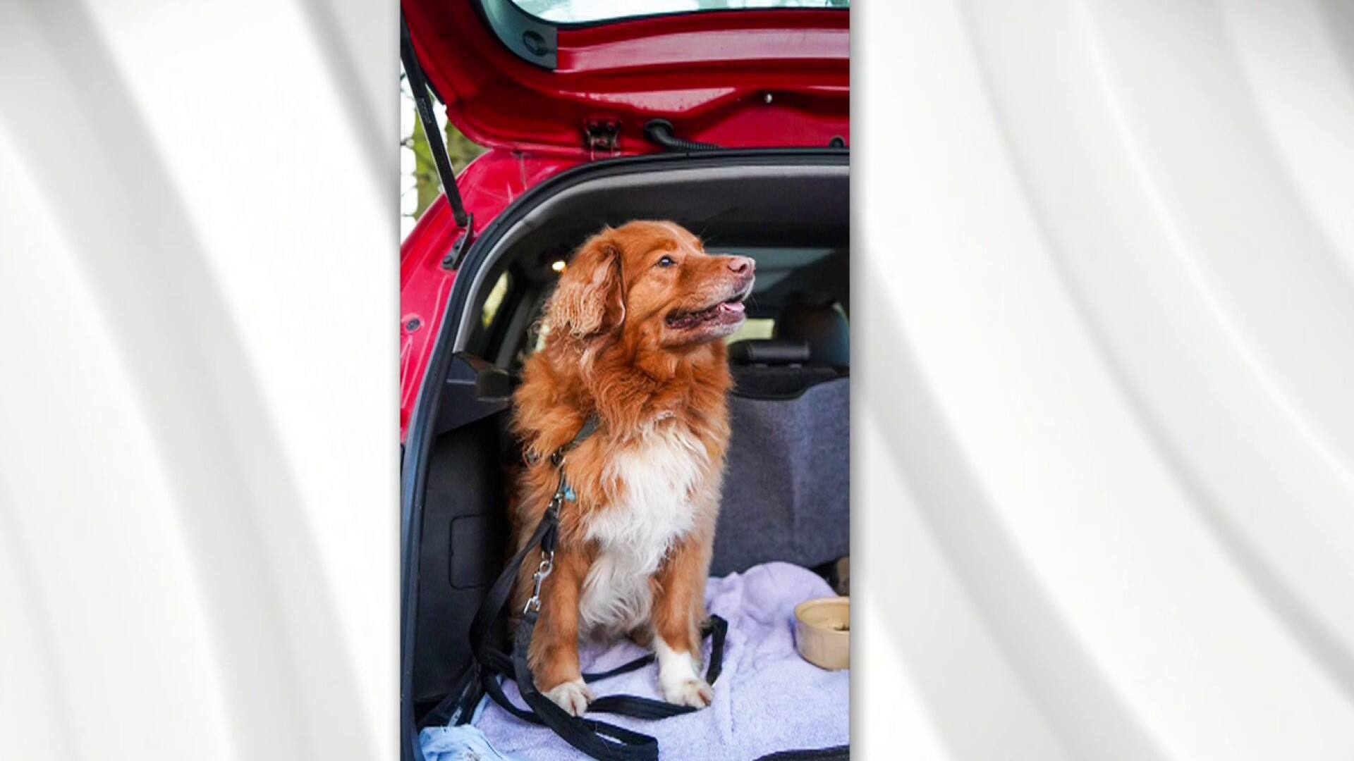 Des solutions pour un chien craintif