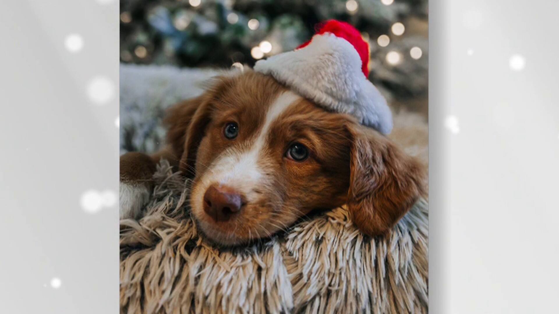 Éduquer votre chien pour les fêtes