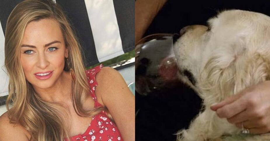 Image principale de l'article Jessica regrette d'avoir donné du vin à son chien