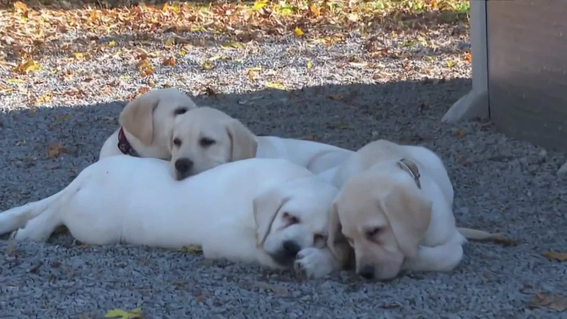 Le développement du chiot de l'élevage à la maison