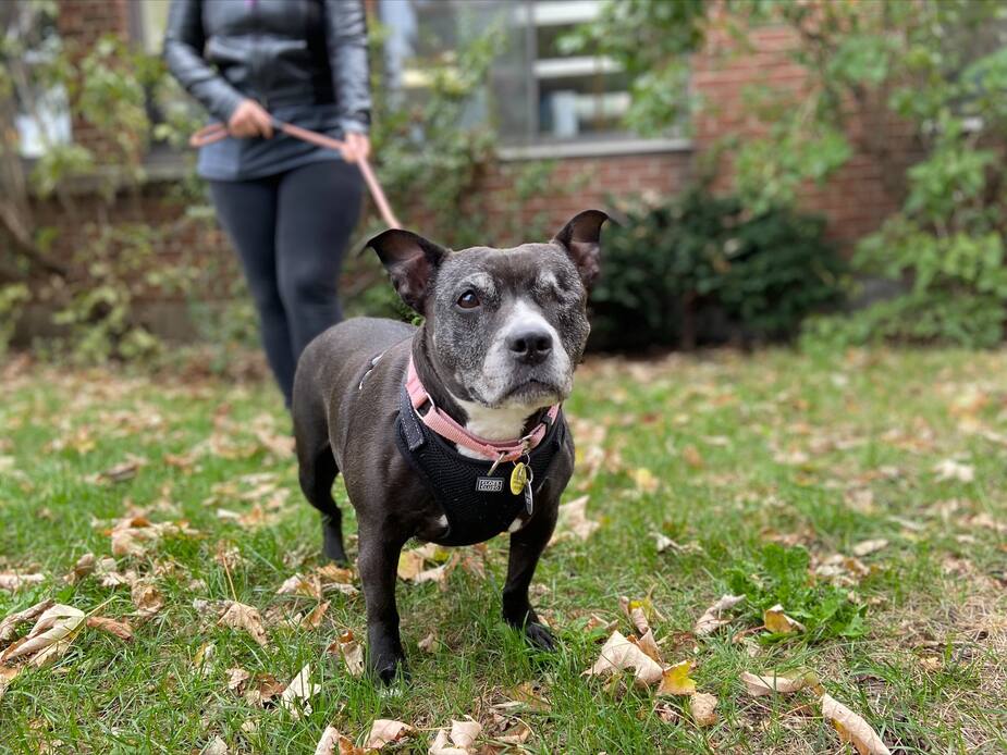 Image principale de l'article SPCA DE MONTRÉAL : Chula cherche une famille