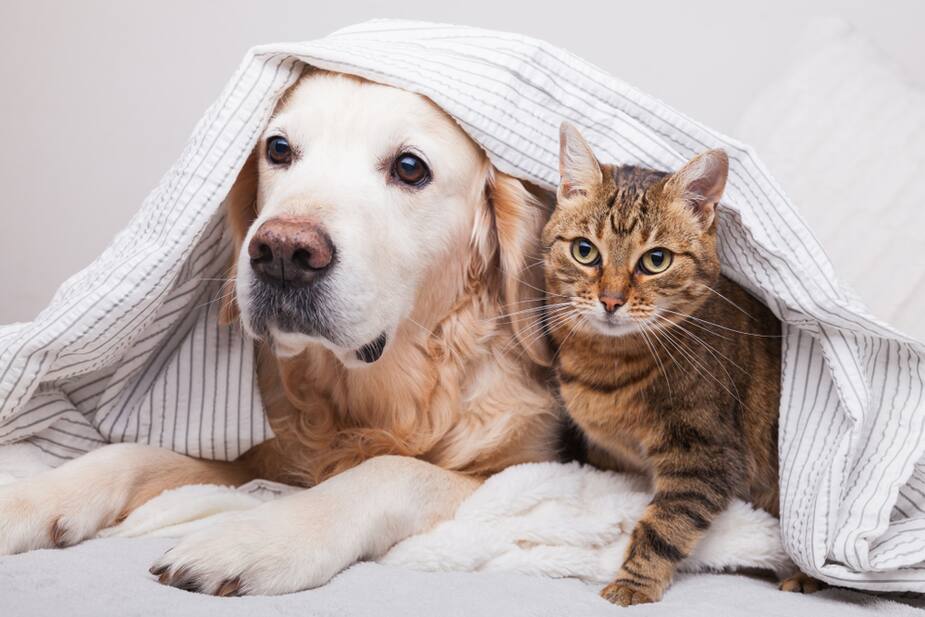 Image principale de l'article Nos animaux sont-ils à l'abri du Coronavirus?