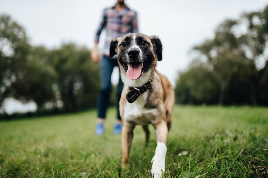 Image principale de l'article L'humain peut transmettre la COVID-19 à un animal