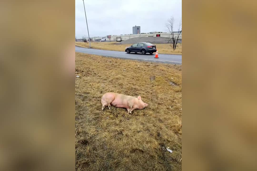 Cochons en cavale: les animaux secourus sur l’A-30 finalement envoyés à l’abattoir