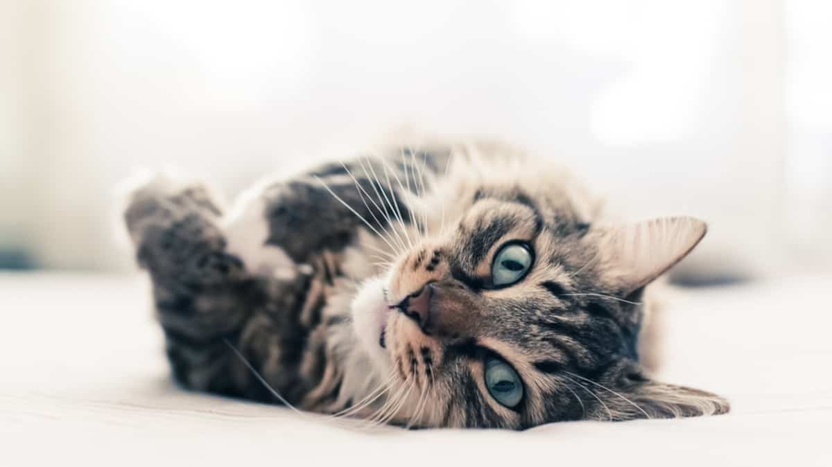 La Couleur De Votre Chat Revele Des Indices Sur Sa Personnalite Salut Bonjour La Couleur De Votre Chat Revele Des Indices Sur Sa Personnalite Salut Bonjour