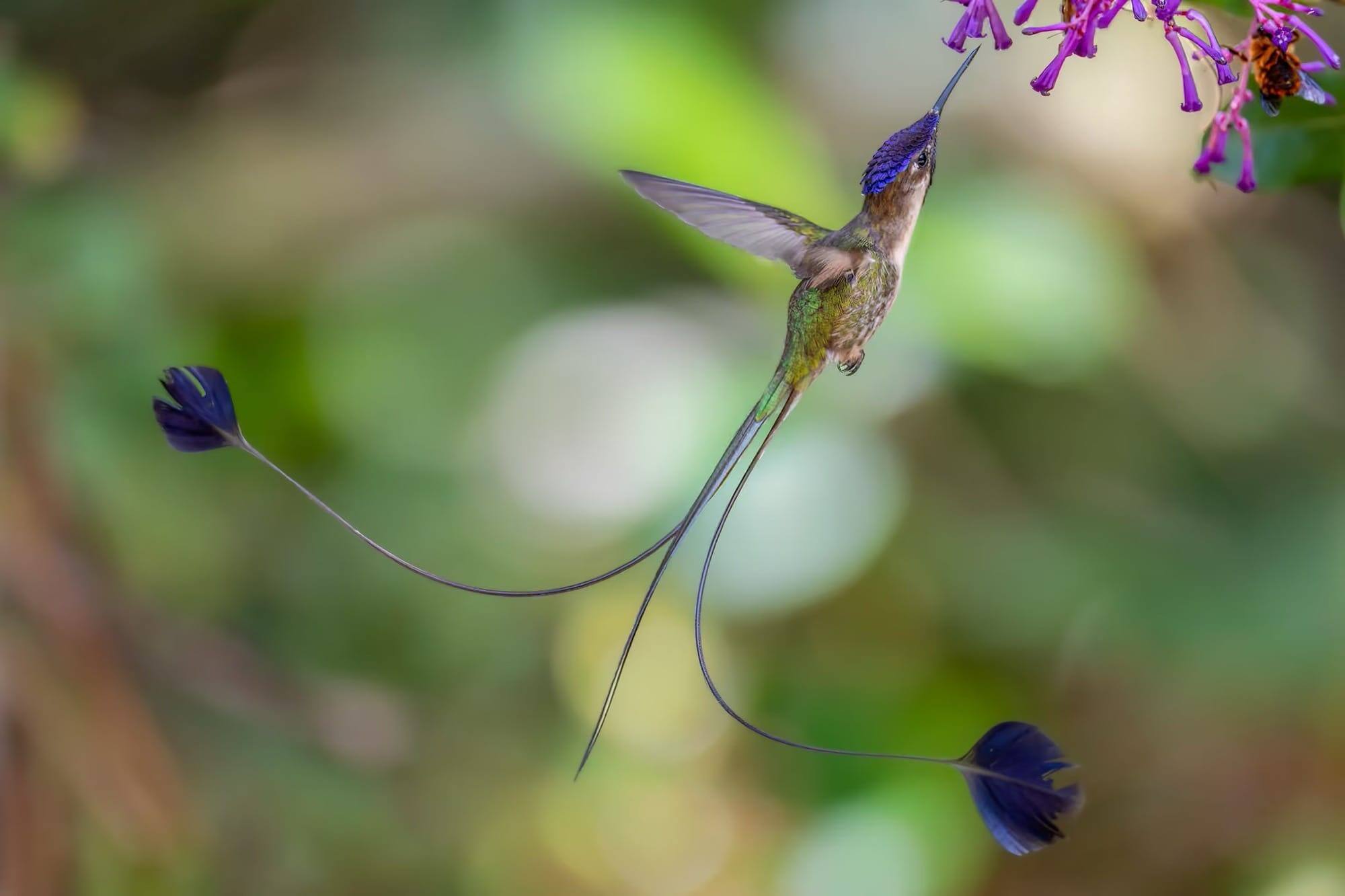 Un colibri spatule exhibe sa longue queue tout en se nourrissant de fleurs.