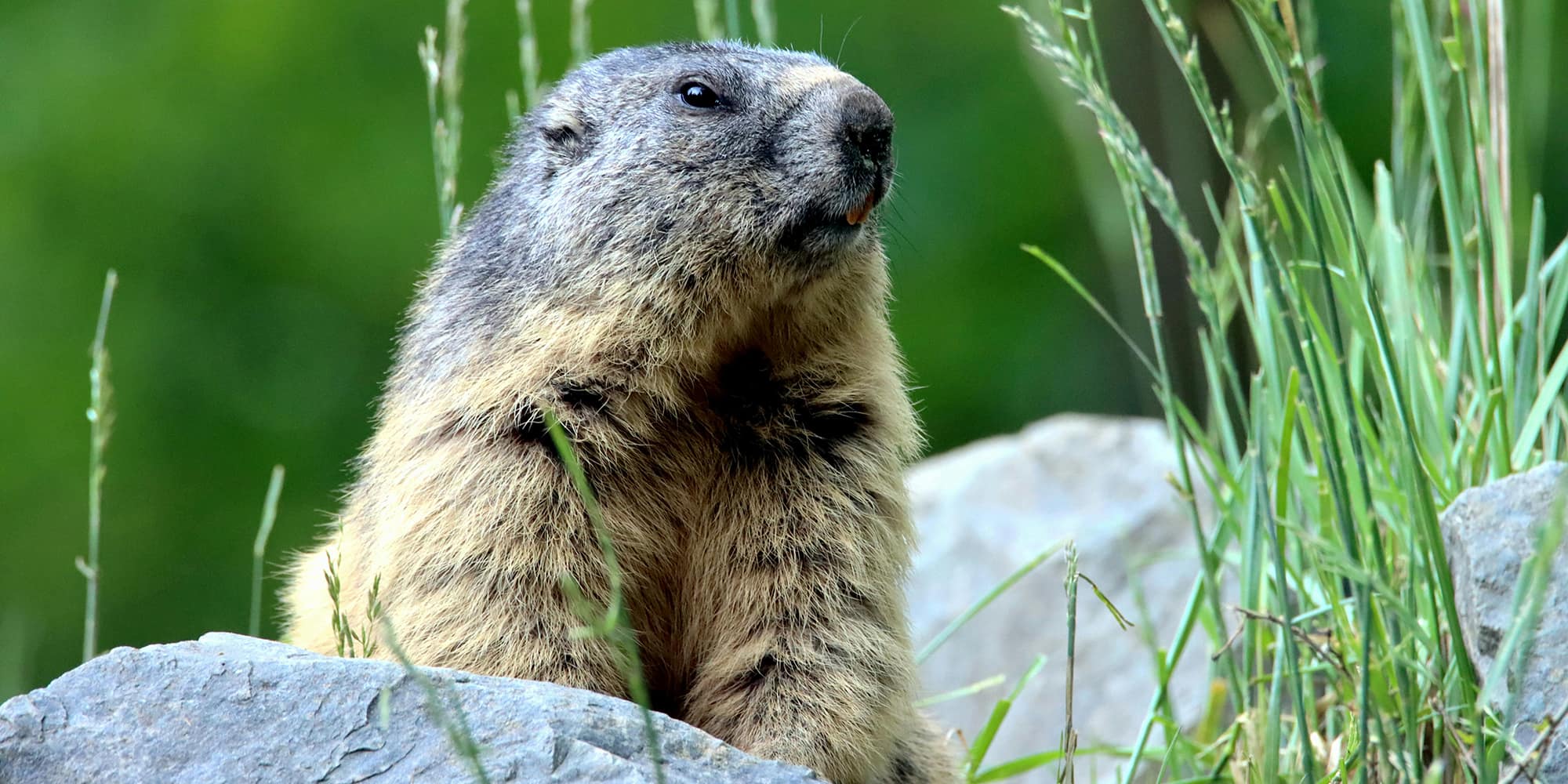 7 astuces pour se débarrasser des marmottes