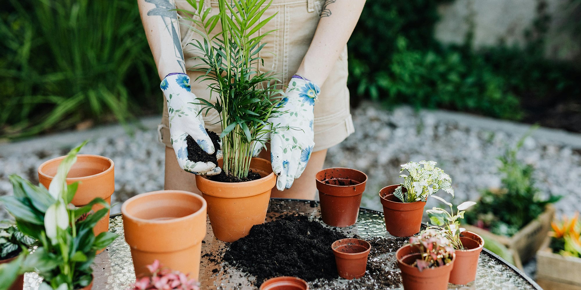 Comment bien rempoter ses plantes d'intérieur?