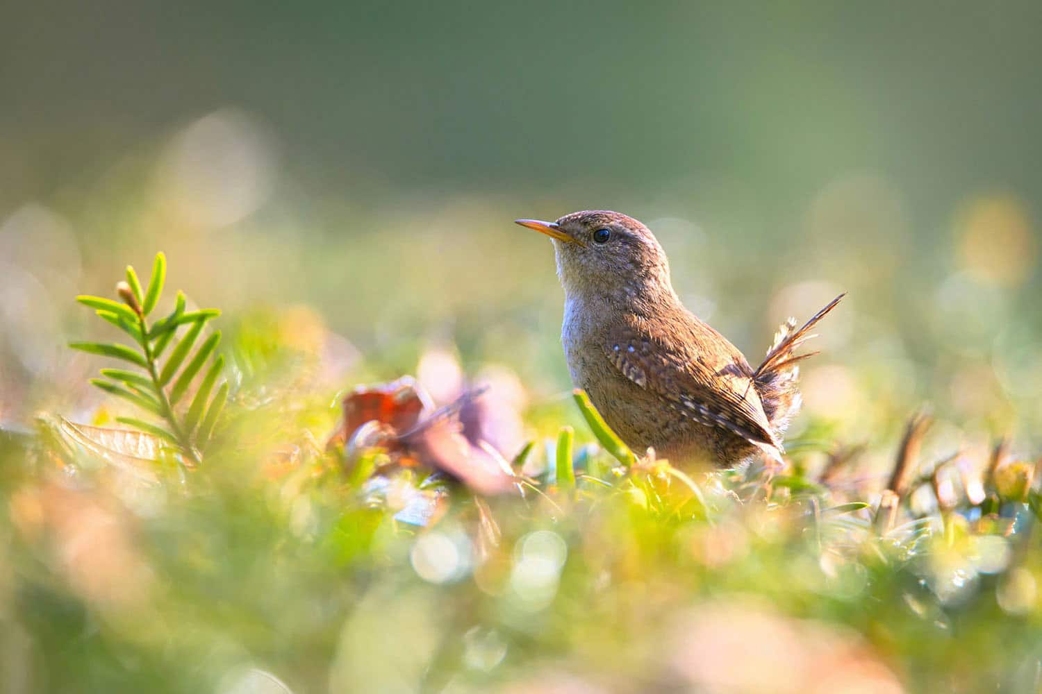 7 astuces pour inviter les oiseaux dans son jardin